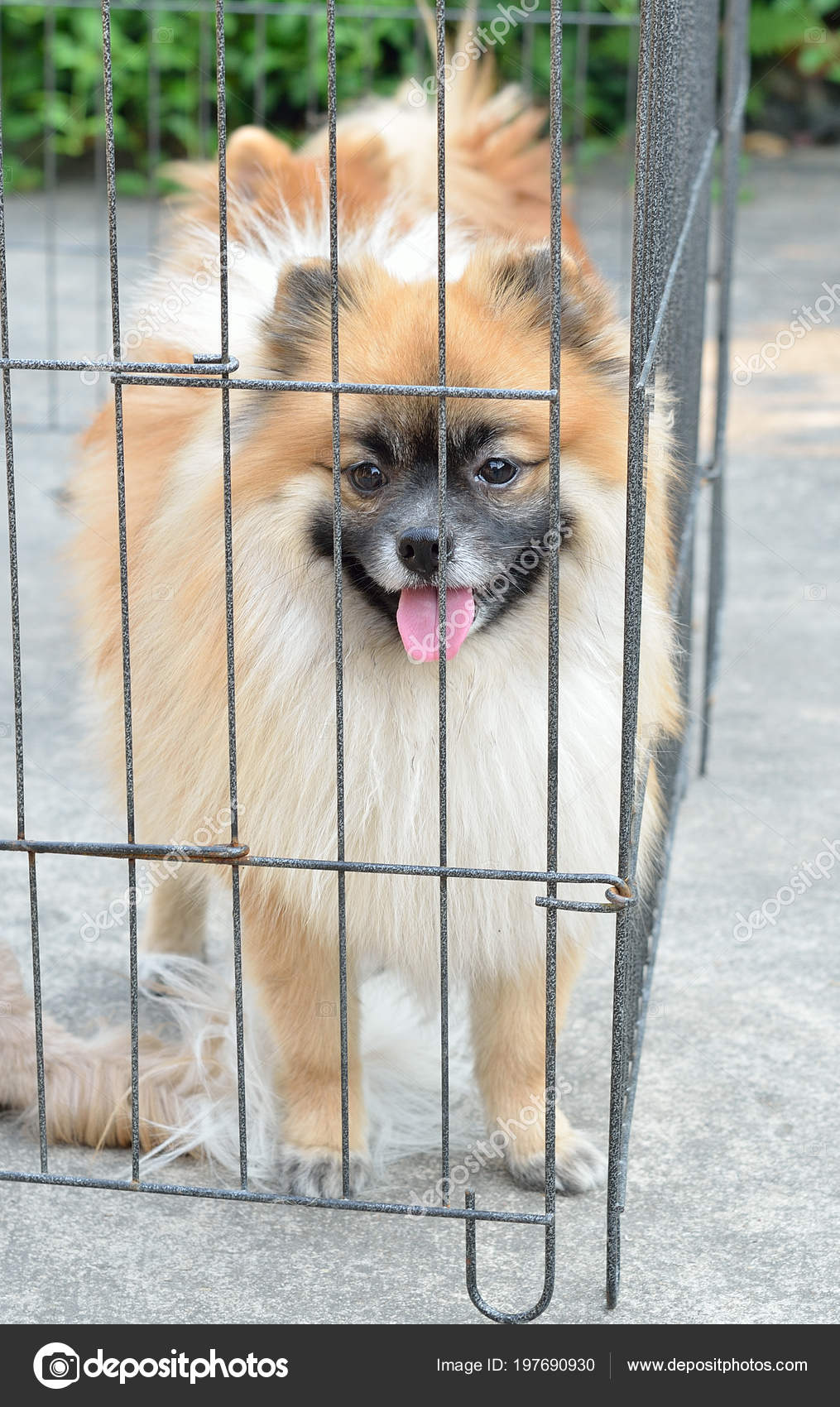 pomeranian cage