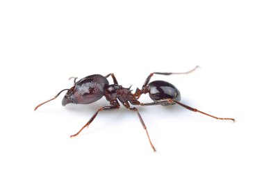 izole beyaz zemin üzerine siyah karınca