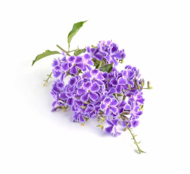 Beyaz bir arka plan üzerinde izole mor çiçekler.