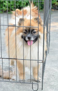 Yalnız köpek kafes içinde