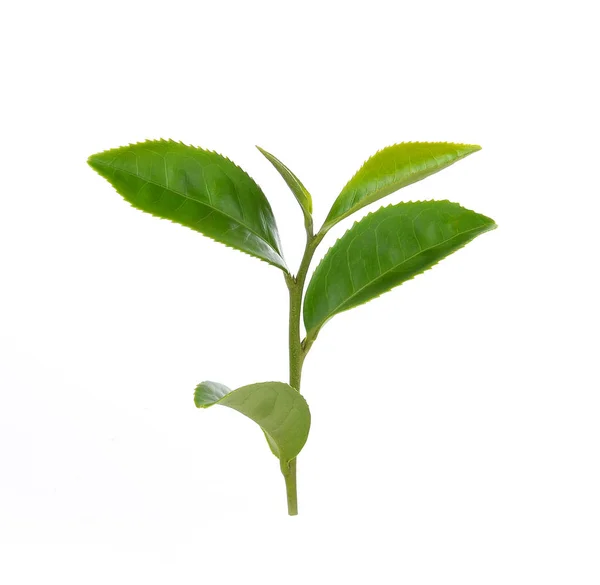 Green Tea Leaf Isolated White Background — Stock Photo, Image