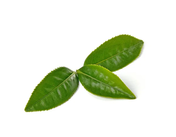 白い背景に孤立した緑茶の葉 — ストック写真