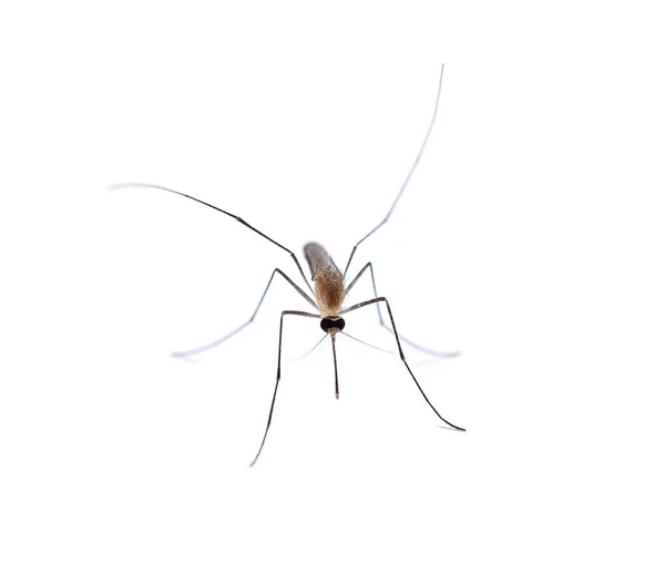 白地に隔離された蚊 — ストック写真