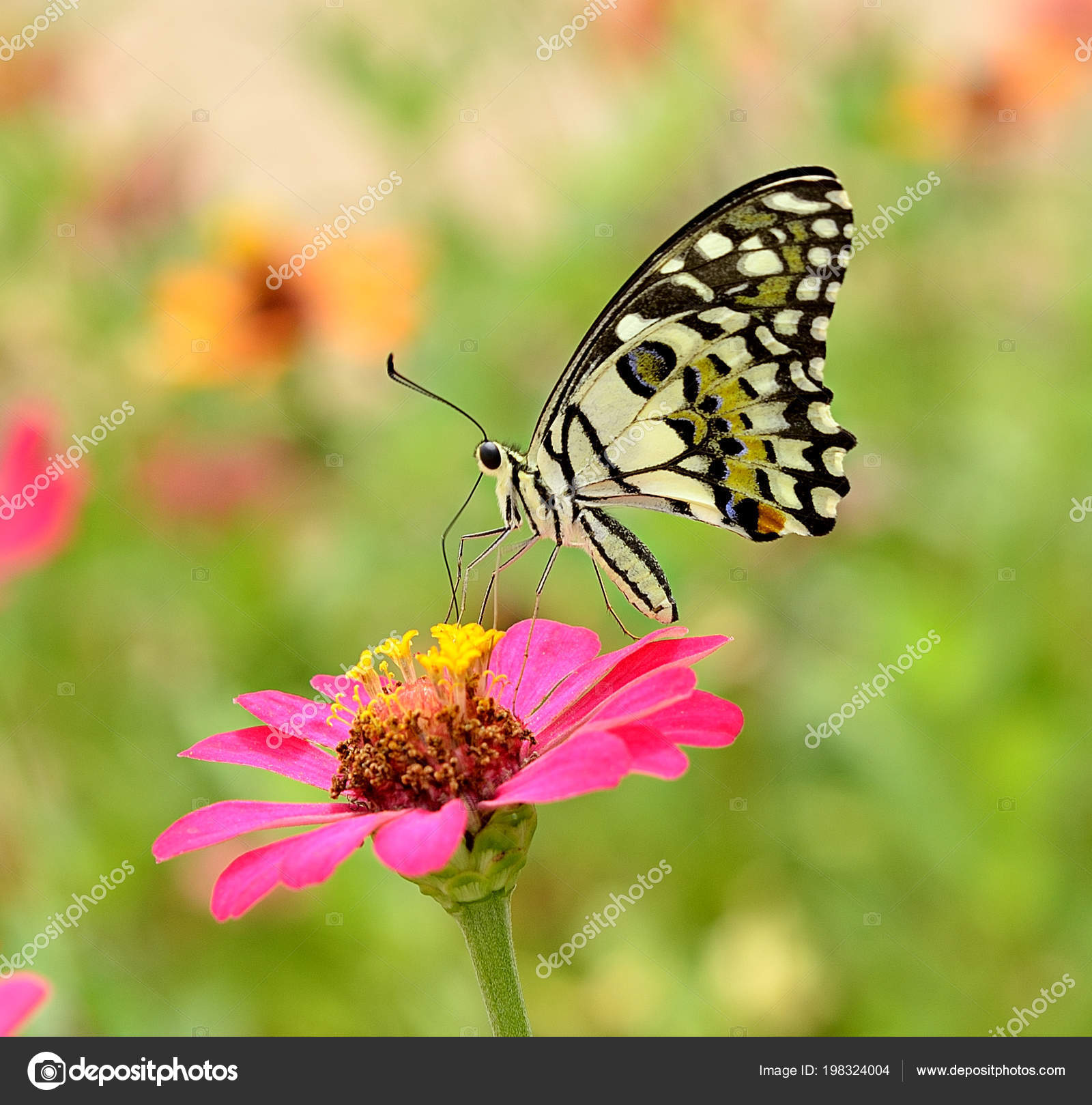 Verbazingwekkend Dit Een Vlinder Bloem — Stockfoto © anatchant@gmail.com #198324004 YX-38