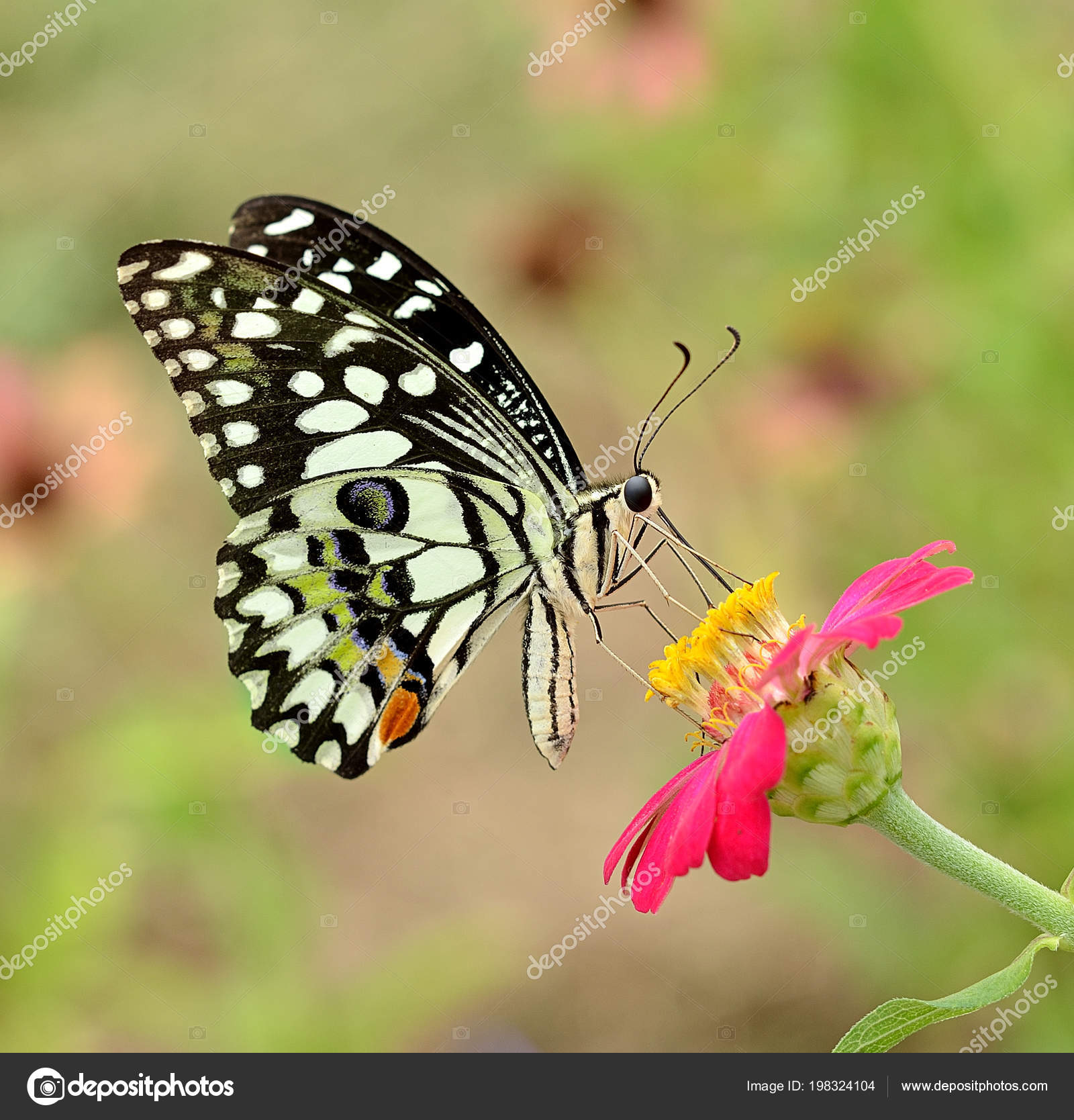 Verbazingwekkend Dit Een Vlinder Bloem — Stockfoto © anatchant@gmail.com #198324104 CV-02