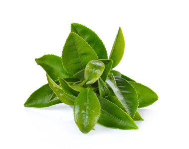 Beyaz arkaplanda yeşil çay yaprağı izole