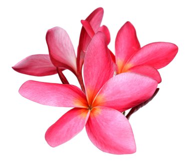 Beyaz arkaplanda izole Frangipani çiçeği