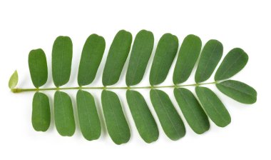 Beyaz arka plan üzerinde izole demirhindi yaprak 