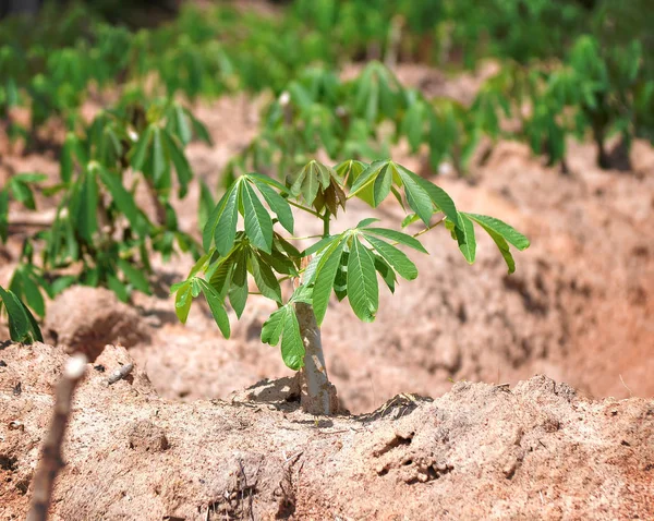 Árbol Yuca Fondo — Foto de Stock