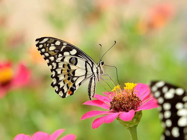 Jest Motyl Kwiat — Zdjęcie stockowe