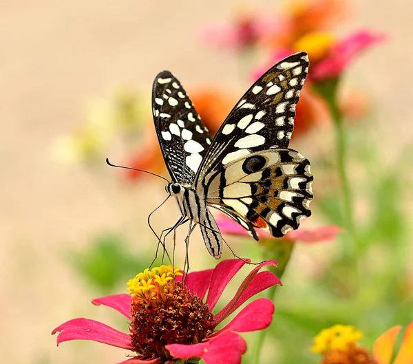 Esta Mariposa Flor —  Fotos de Stock