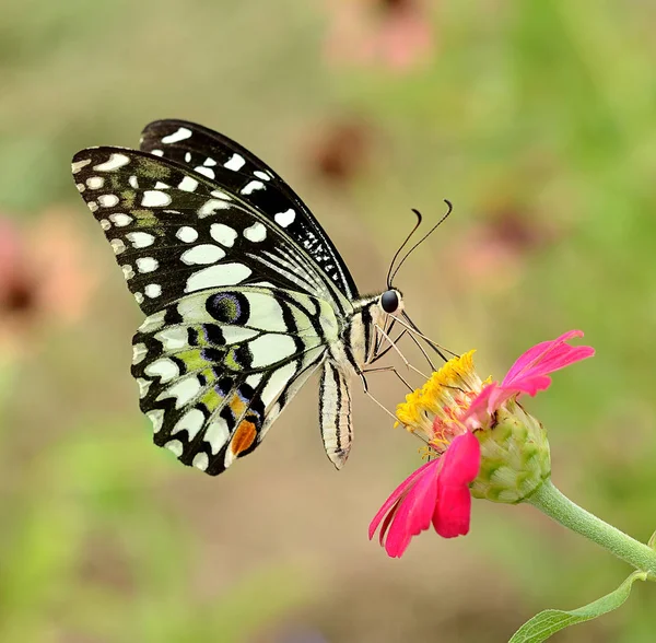 Esta Mariposa Flor — Foto de Stock