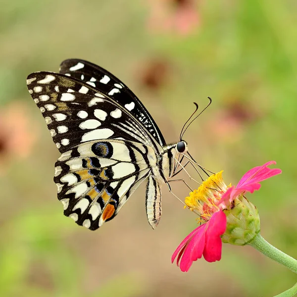 Est Papillon Sur Fleur — Photo
