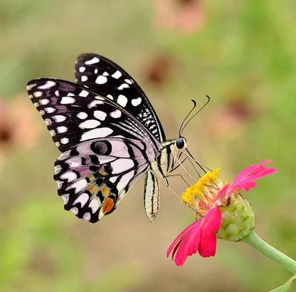 Esta Mariposa Flor — Foto de Stock