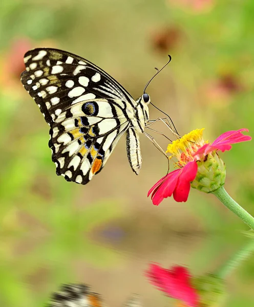 Mariposa Sobre Flor Sobre Fondo —  Fotos de Stock