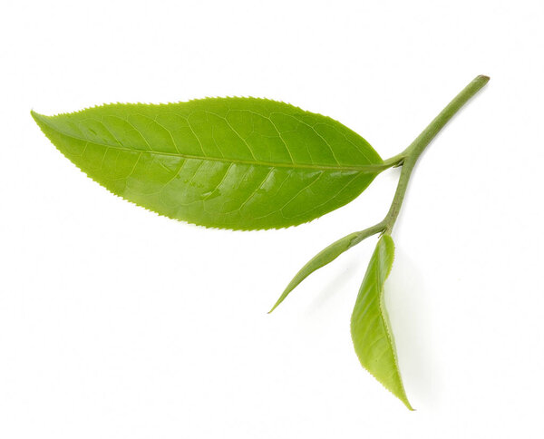 зеленый лист чая изолированы на белом фоне