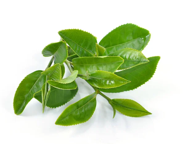 Hoja Verde Aislada Sobre Fondo Blanco —  Fotos de Stock