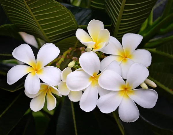 Fiori Tropicali Frangipani Sfondo — Foto Stock