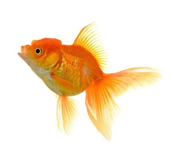 Goldfish White Background — Stock Photo, Image