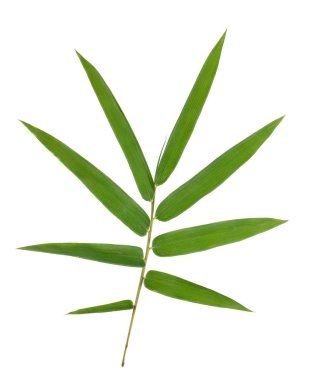 Beyaz arkaplanda izole edilmiş bambu yaprakları