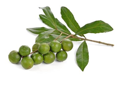 Beyaz arka planda Macadamia fındıkları