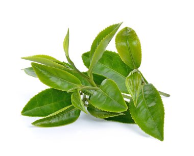 Beyaz arkaplanda yeşil çay yaprağı izole