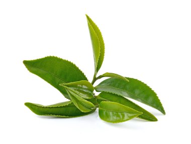 Beyaz arkaplanda yeşil çay yaprağı izole