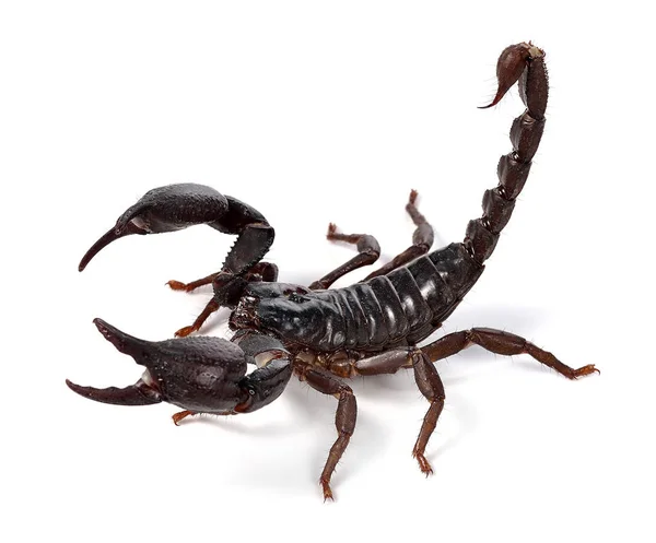 Scorpion Vit Bakgrund — Stockfoto