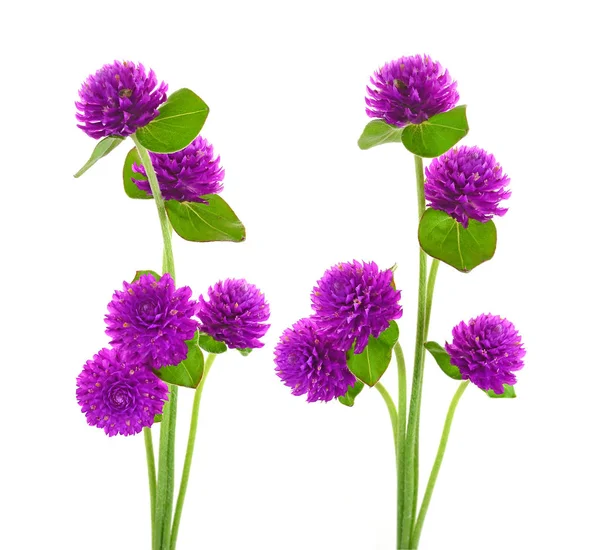 Globe Amaranth Beauty Flower White Background — Stock Photo, Image