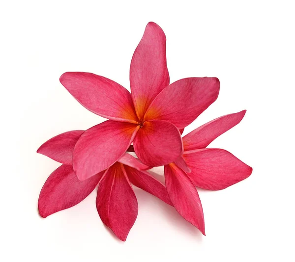 Тропические Цветы Frangipani Plumeria Изолированы Белом Фоне — стоковое фото