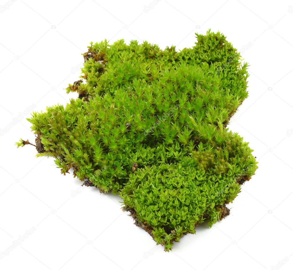 Green moss on white background