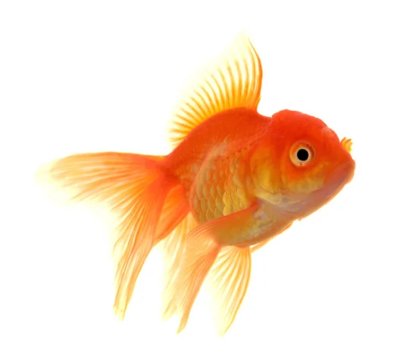 Goldfisch Auf Weißem Hintergrund — Stockfoto