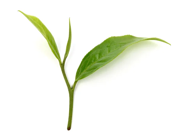 Feuille Thé Vert Isolé Sur Fond Blanc — Photo