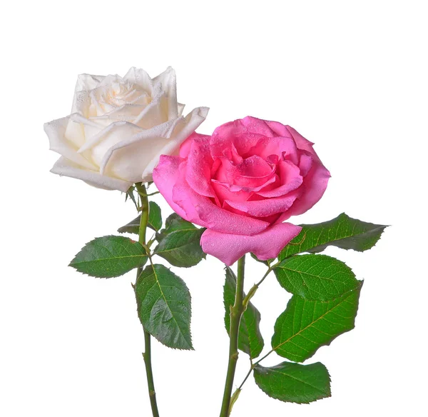 Розы Белом Фоне — стоковое фото