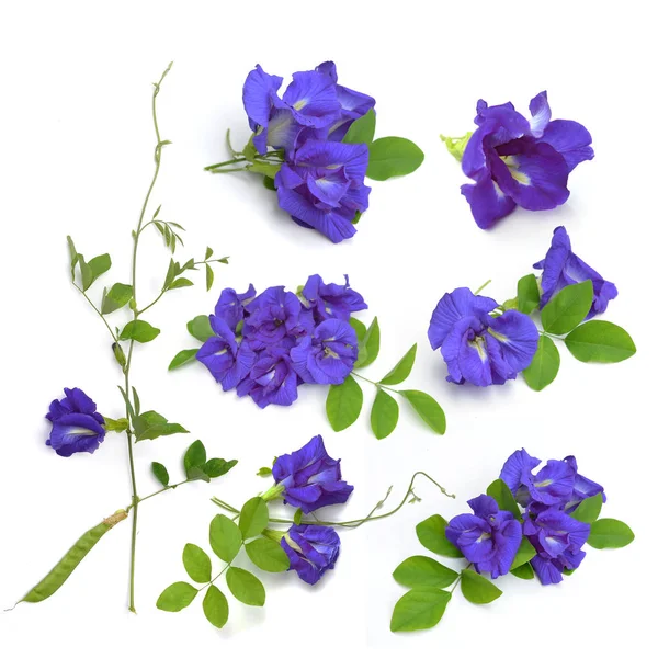 Clitoria Ternatea Eller Aparajita Blomma Isolerad Vit Bakgrund — Stockfoto