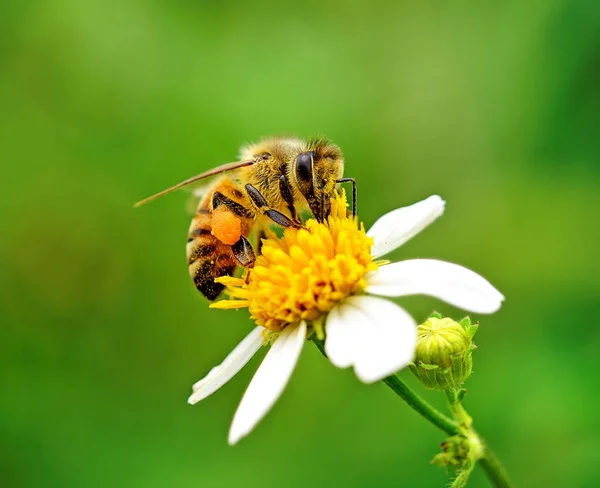 Blomma Bakgrunden — Stockfoto