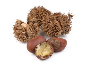 kestaneler beyaz arkaplanda