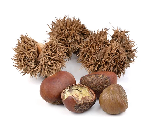 kestaneler beyaz arkaplanda