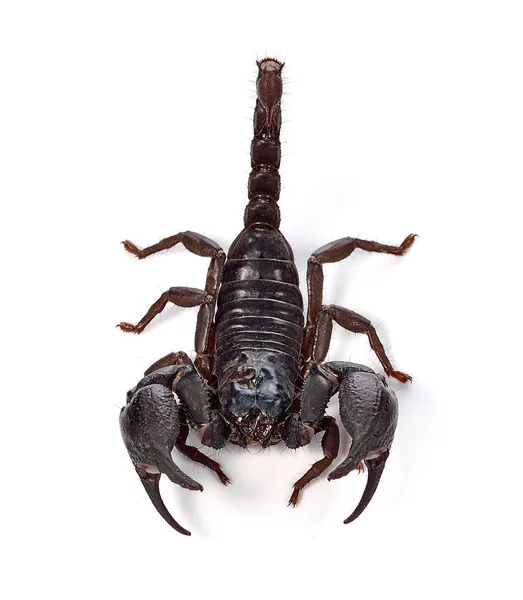 Scorpion Vit Bakgrund — Stockfoto