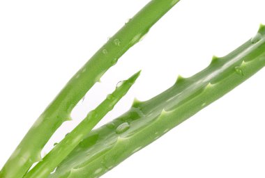 aloe vera izole taze yaprak beyaz arka plan