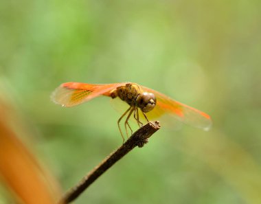 Arka plan üzerinde yusufçuk