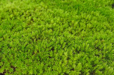 Zemin üzerine yeşil yosun