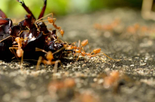獲物をキャッチ熱帯赤火蟻のマクロ — ストック写真