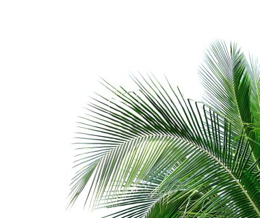 Beyaz arkaplanda hindistan cevizi yaprakları