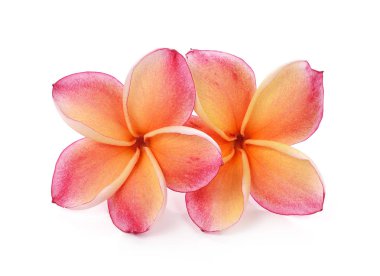 Beyaz arkaplanda izole Frangipani çiçeği