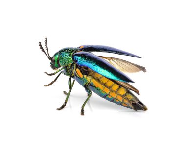  Beyaz arka plan üzerinde izole Metalik ahşap sıkıcı böceği.