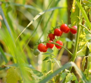 Arka plan üzerinde domates