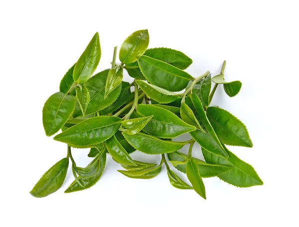 Green tea leaf isolated on white background