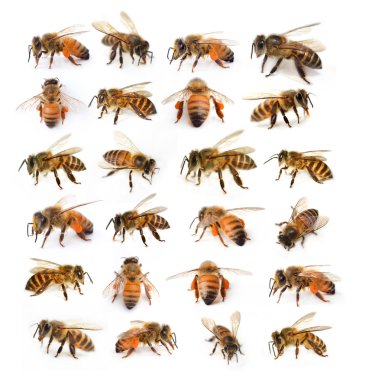 Beyaz arka plan üzerinde arı