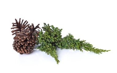 Beyaz arka planda izole edilmiş çeşitli kozalaklı ağaçlar.